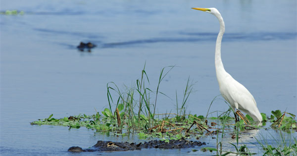 Bird in Everglades