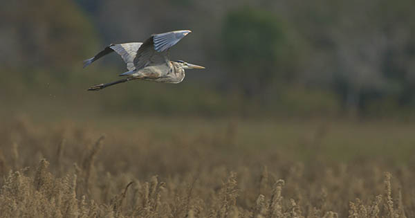 Bird flying over wetlands