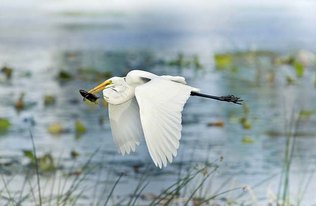 photo of egret flying