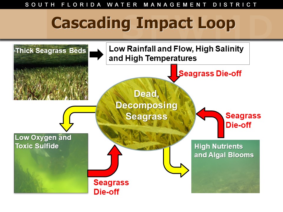 graphic of Cascading Impact Loop in Florida Bay