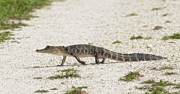 alligator walking across path