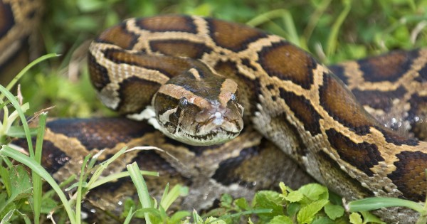 python coiled in grass