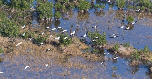 wood storks flying through mangroves