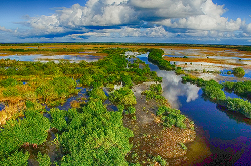 photo of Everglades landscape