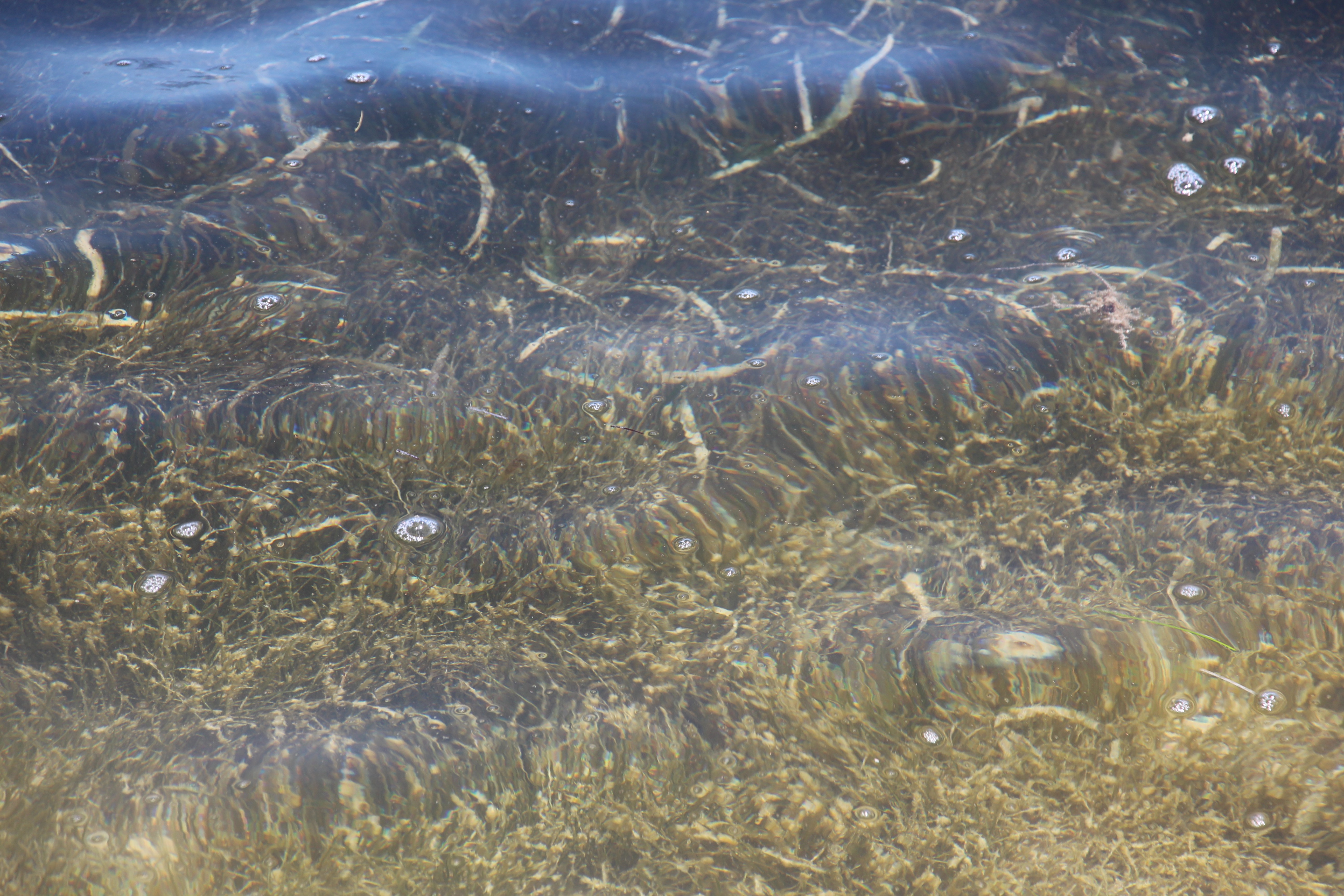 photo of seagrasses in Florida Bay
