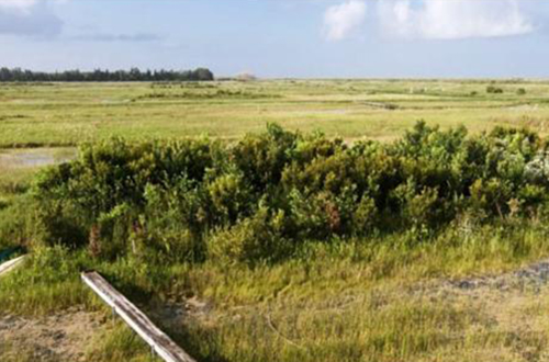 photo of tree island in the Loxahatchee Impoundment Landscape Assessment