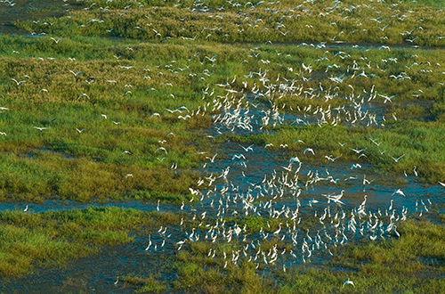 photo of birds on the Kissimmee River floodplain