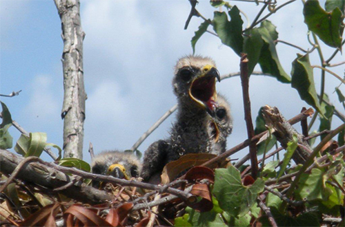 photo of Everglade snail kite chick