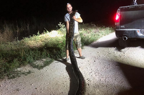 photo of python hunter Kyle Penniston with a 17-foot, 5-inch Burmese python that he caught