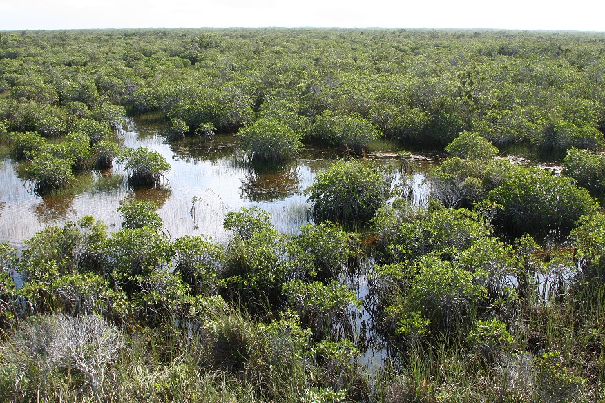 everglades natural area