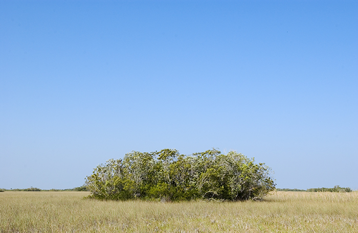 bush in Everglades plain