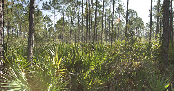 palmetto and pine tree forest
