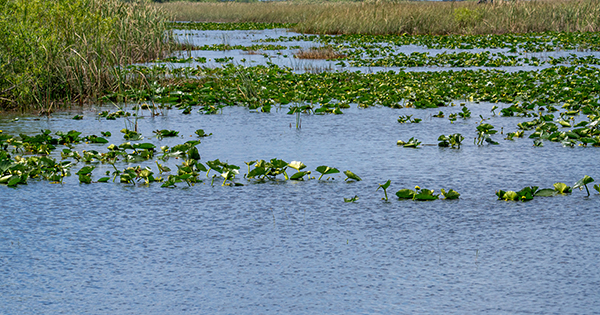Everglades
