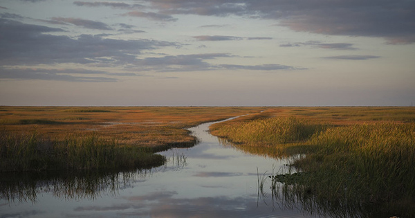 The Everglades