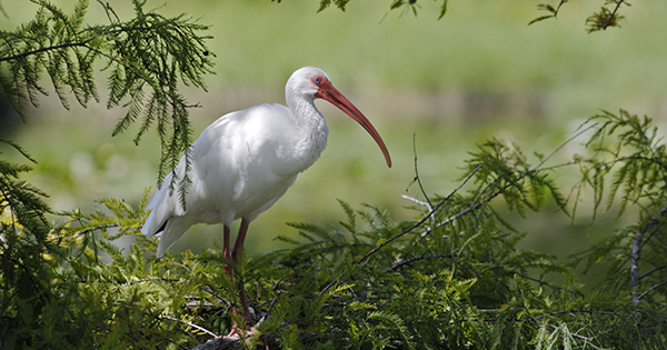 Ibis birds in cypress tree