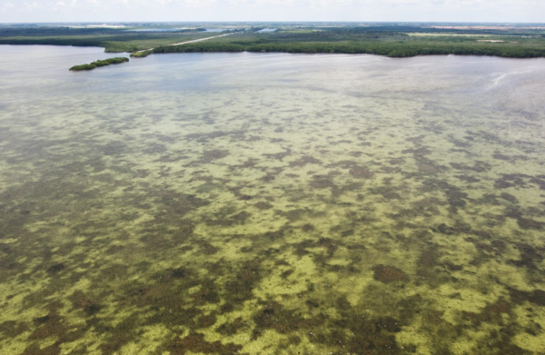 Biscayne Bay wetlands 