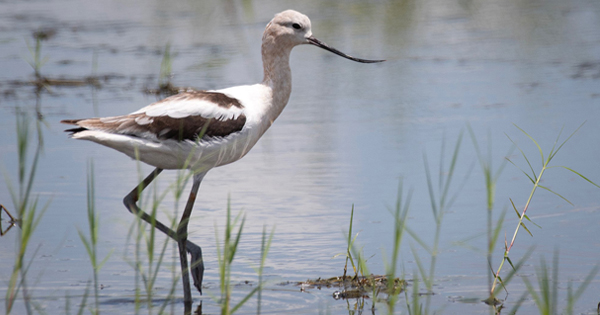 American Avocet at C-139 