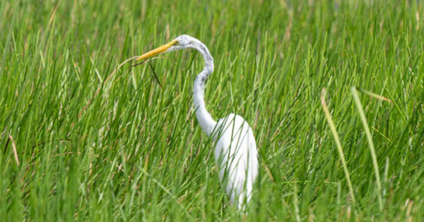 Bird at Blue Shanty