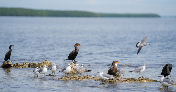 Birds in Biscayne Bay
