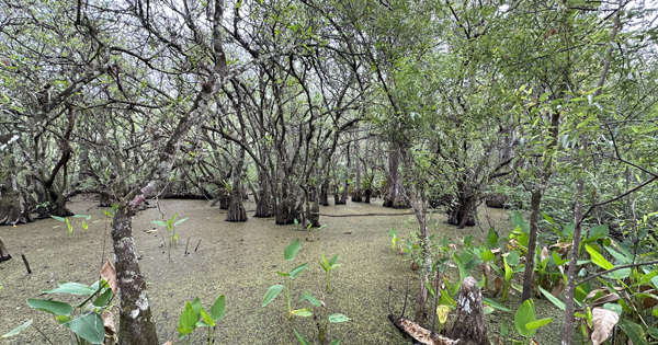 Corkscrew Swamp
