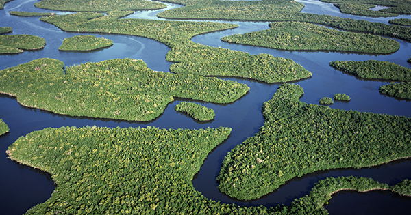 Everglades