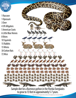 python diet chart