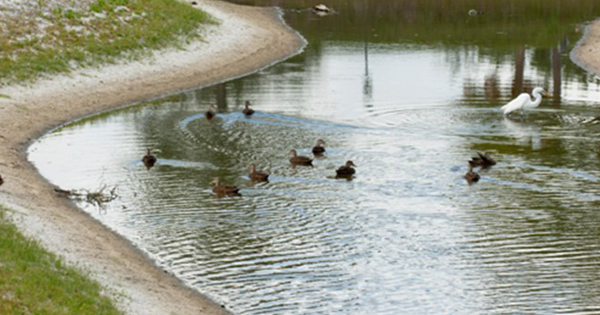 Ducks in a pond