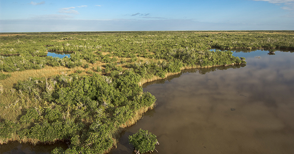 The Everglades