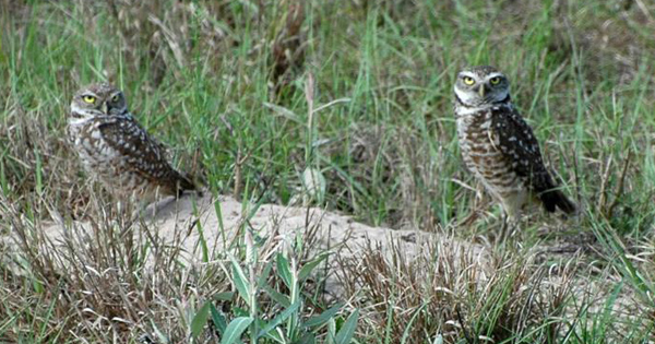 Two burrowing owls standing in a grassy field