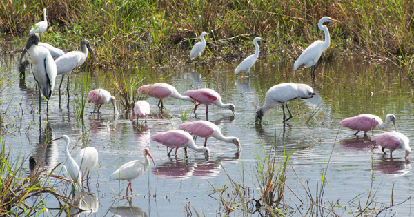 Foraging Wading Birds