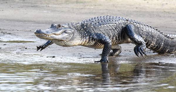 alligator walking near water