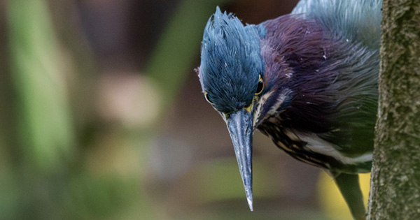 Close-up f a green heron behind a tree