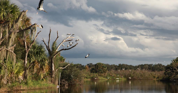 Kissimmee River 