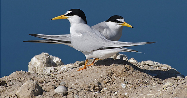 Lest Tern at L-8 FEB