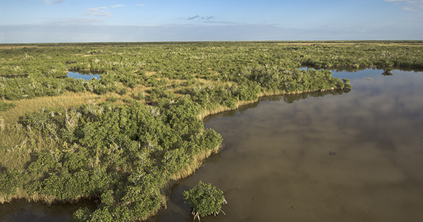 Mangroves