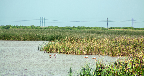 Flamingos in STA