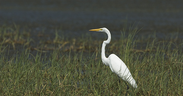 Great Egret