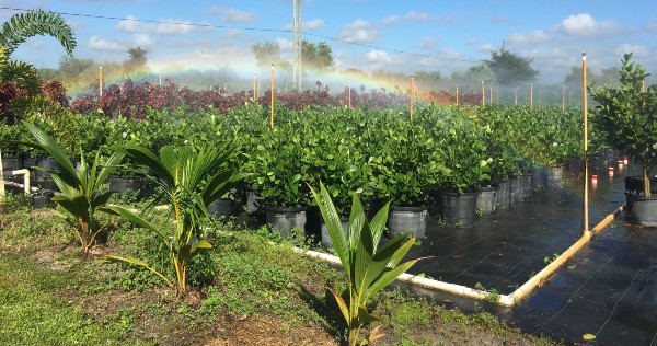 rainbow passing over tree nursery