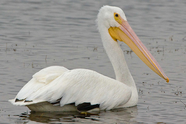 white pelican floating on water