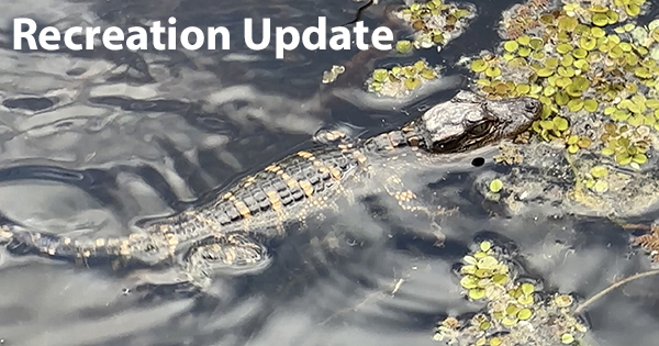 Baby Gator