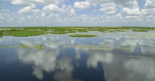 Wetland landscape with cloud reflections 