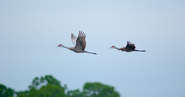 Sandhill Cranes