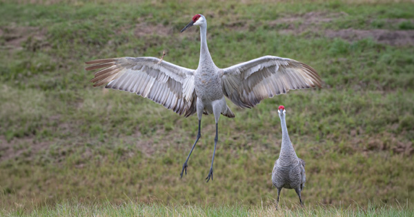 Two sandhill cranes in a grassy field