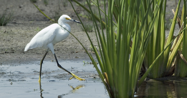 Snowy Egret