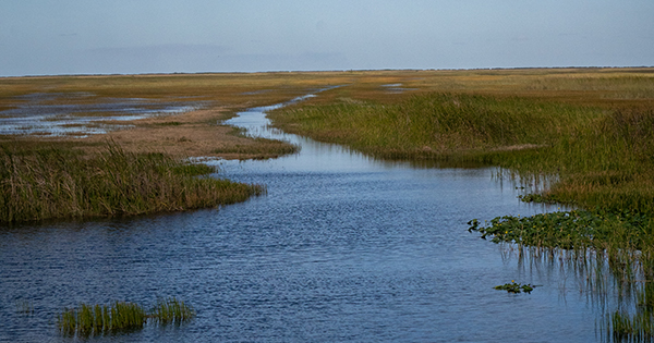 everglades