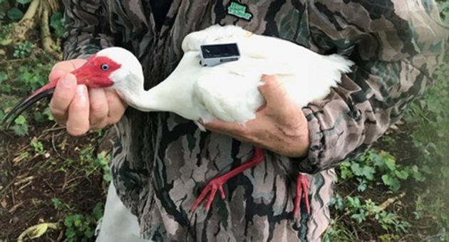 tagged wading bird being held