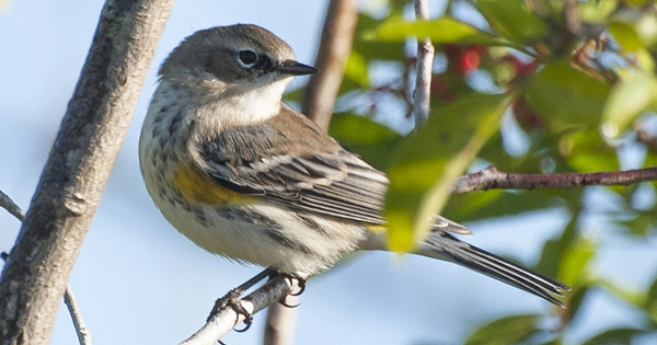 Yellow Rumped Warbler Bird