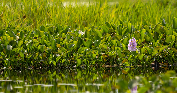 aquatic vegetation