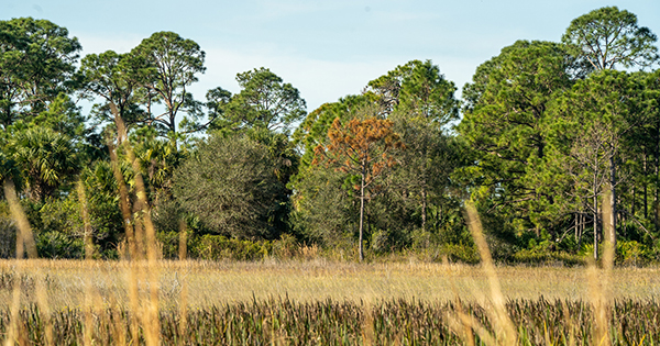 field with trees