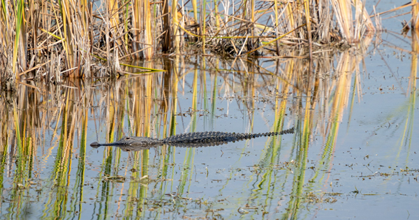 Alligator in the Everglades